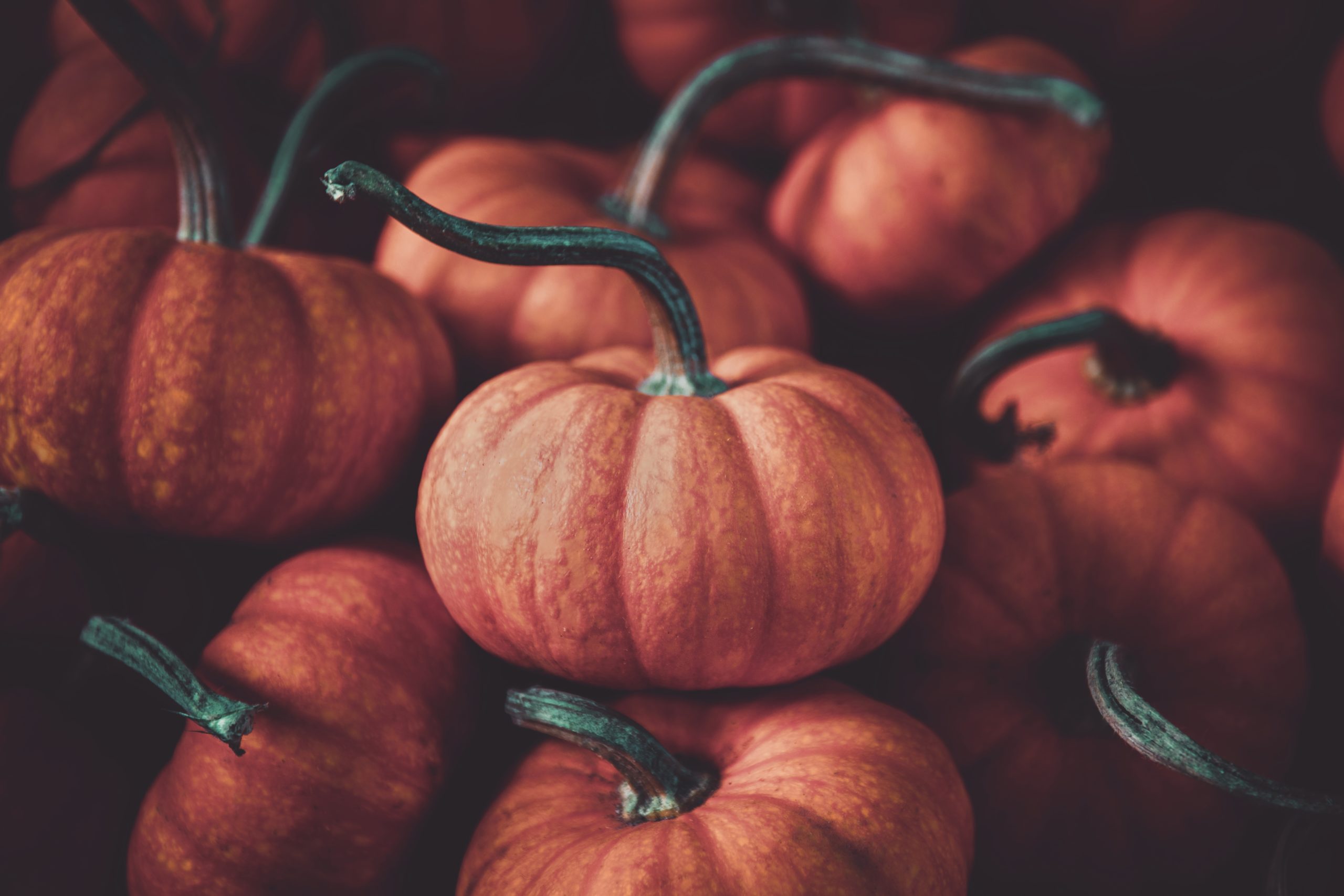 THE HUNGRY HERALD FOOD BLOG - HISTORY OF THE PUMPKIN