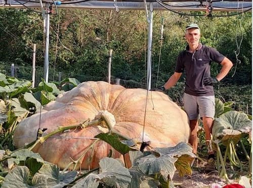 THE HUNGRY HERALD FOOD BLOG - BIGGEST PUMPKIN GUINNESS WORLD RECORD 2021