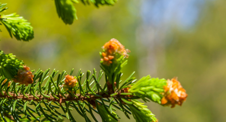 spruce buds